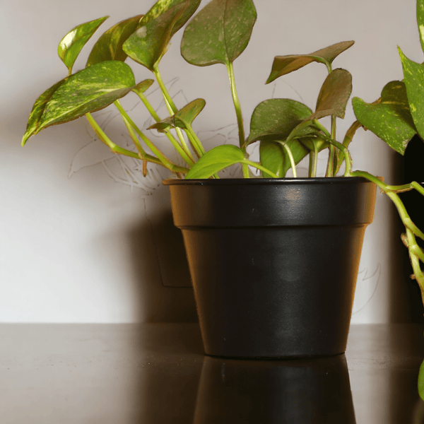 Urban Eden Matte Black Planter - Lushlyf's Green Living Series