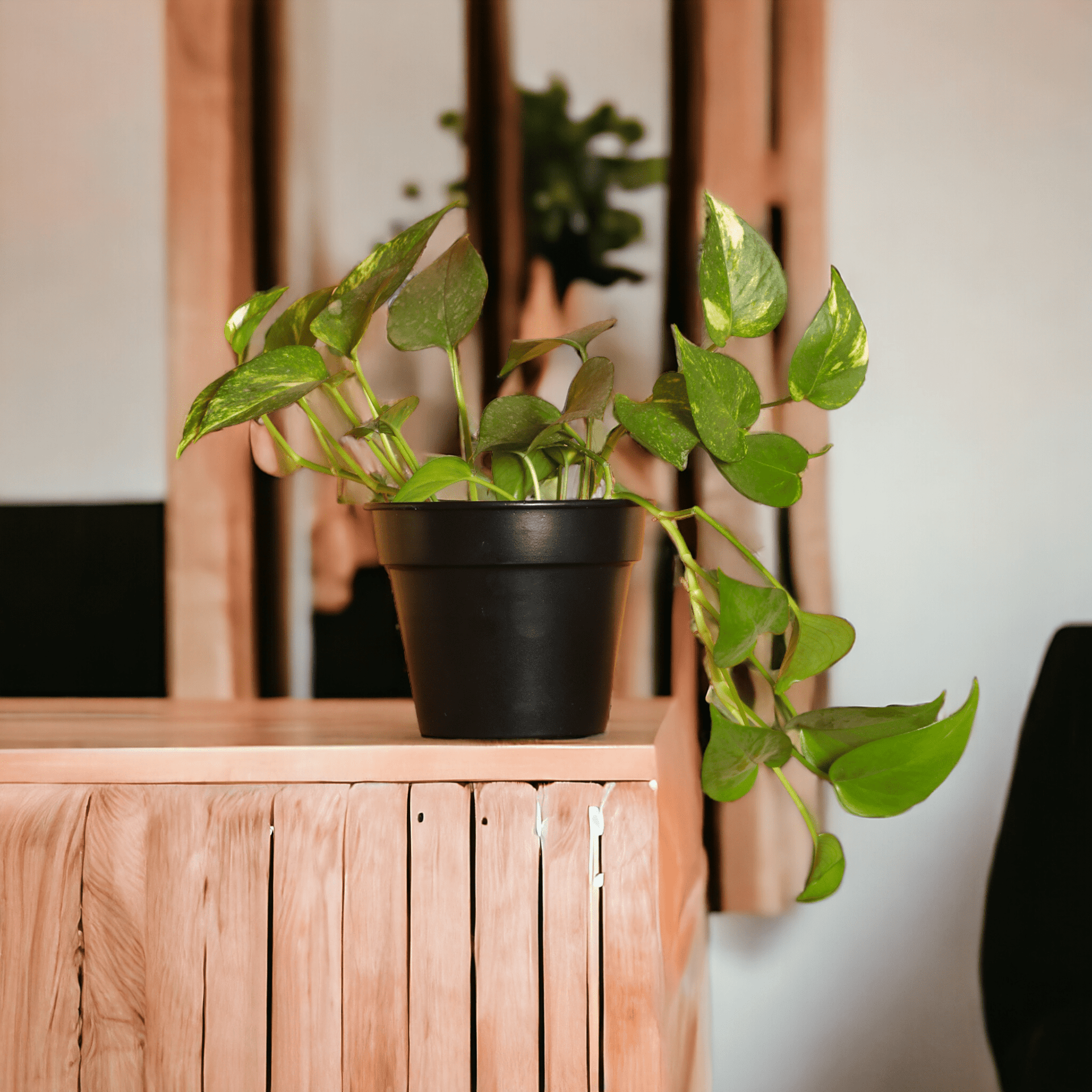 Urban Eden Matte Black Planter - Lushlyf's Green Living Series