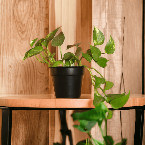 Urban Eden Matte Black Planter - Lushlyf's Green Living Series