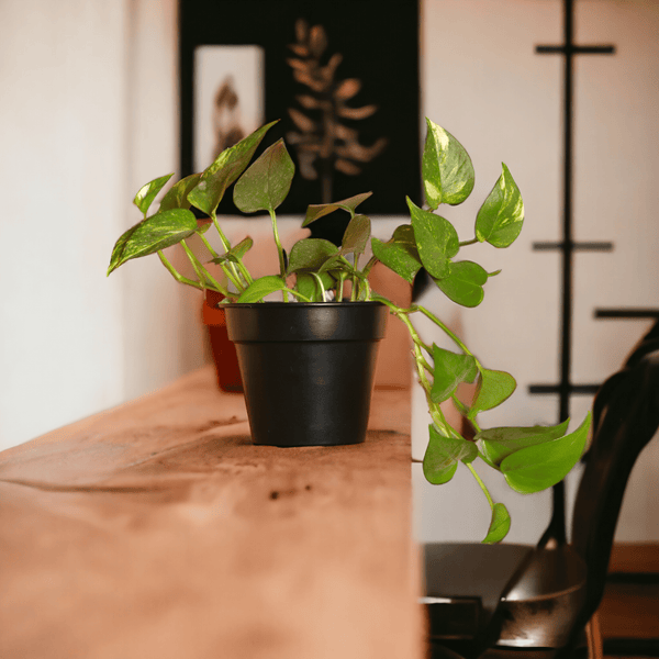 Urban Eden Matte Black Planter - Lushlyf's Green Living Series