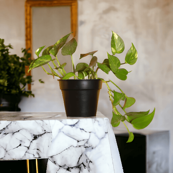 Urban Eden Matte Black Planter - Lushlyf's Green Living Series