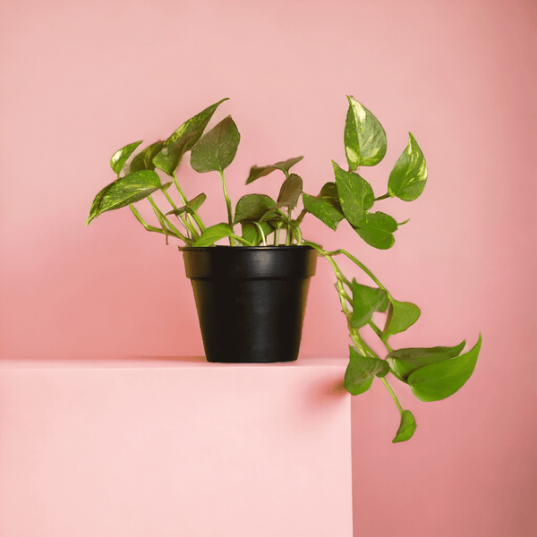 Urban Eden Matte Black Planter - Lushlyf's Green Living Series
