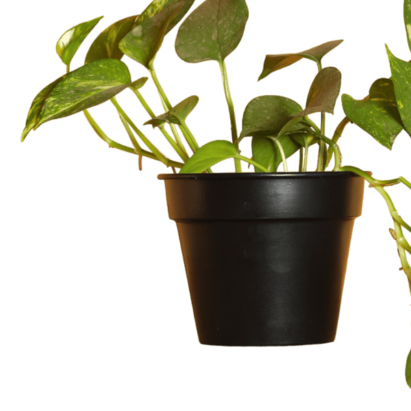 Urban Eden Matte Black Planter - Lushlyf's Green Living Series