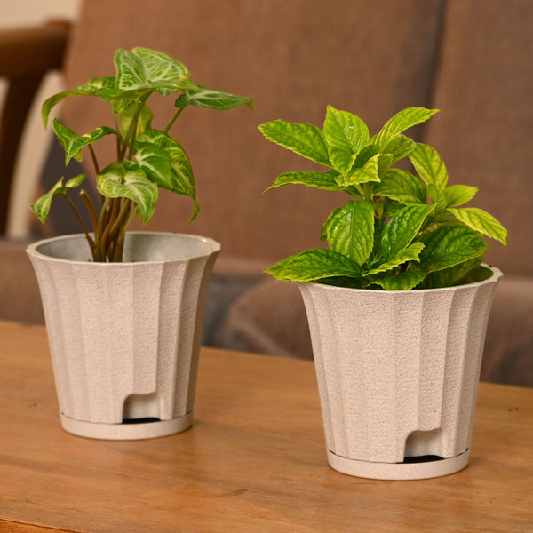 Earth Friendly Ace 5 inch | Set of 2