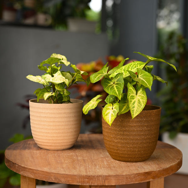 Earth-Friendly Planters Verona 5 Inch set of 2 | Bamboo Based Pots and Planters