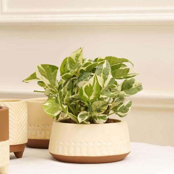 ECO FRIENDLY PRODUCTS