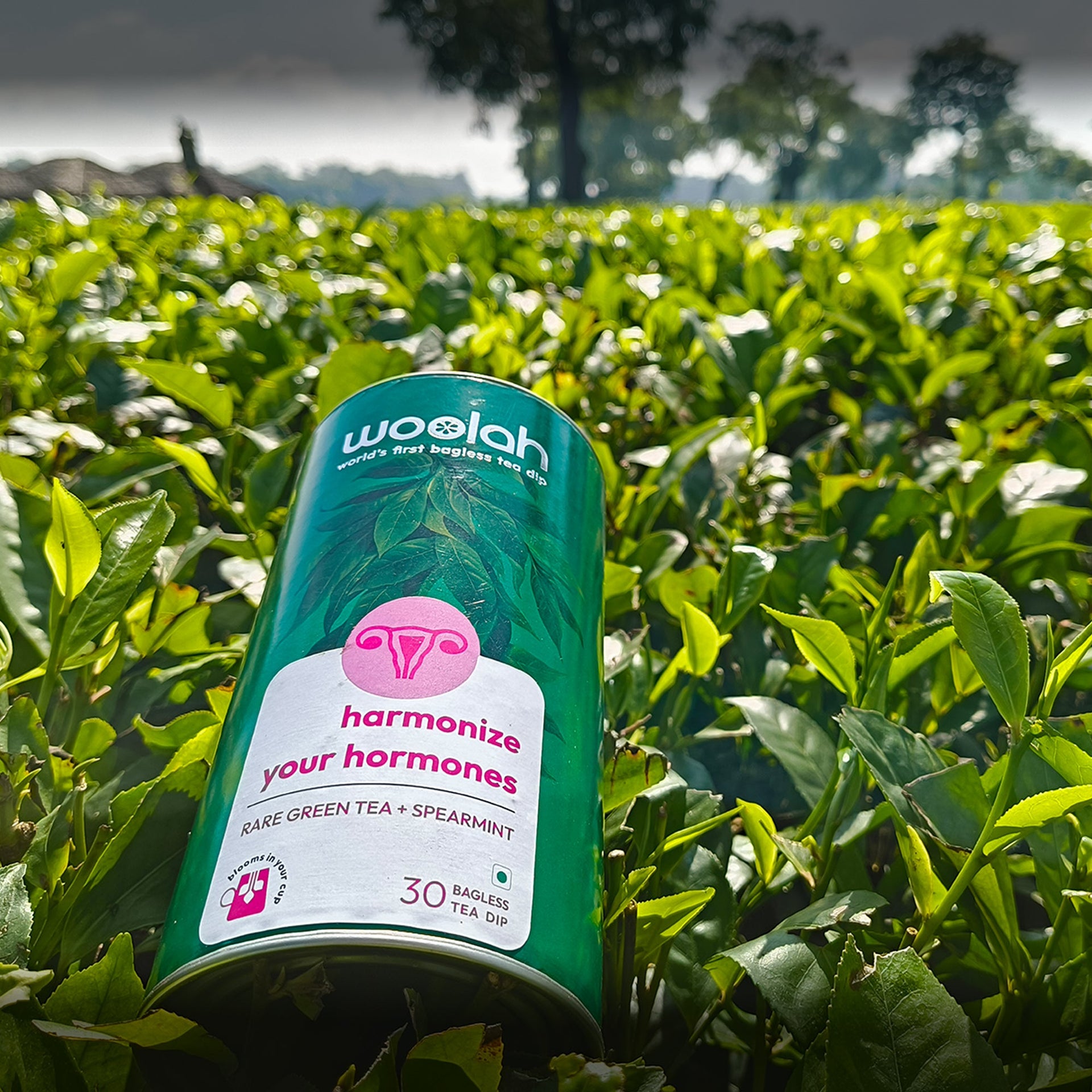 Rare Green Tea + Spearmint (PCOS Care)- Fresh Harvest